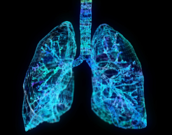 Row of tobacco crops