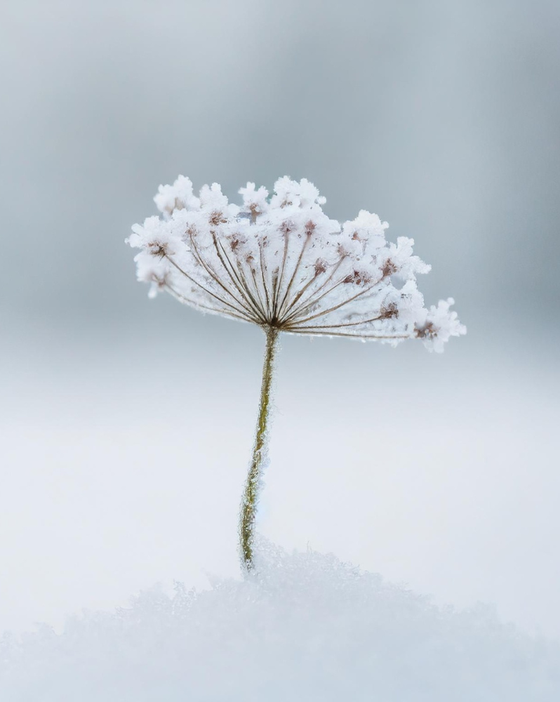 Flower poking through snow