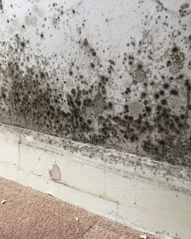 Mould